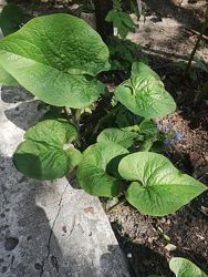 #4: Бруннера