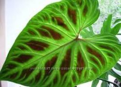 #6: Verrucosum