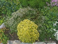 #2: бересклет 