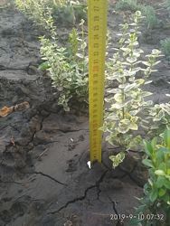 #3: бересклет 