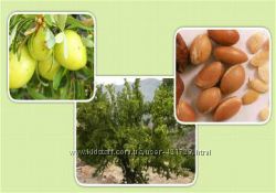 #9: Аргановое дерево