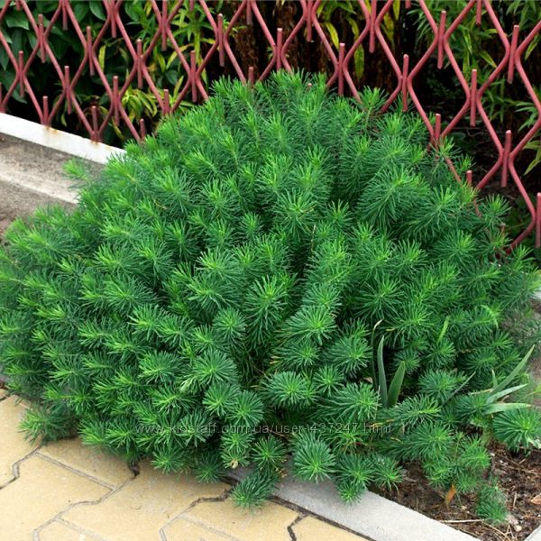 Растения на продажу из моего сада