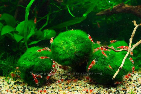 Зеленые шарики в аквариум кладофора, креветки цветные 8 видов
