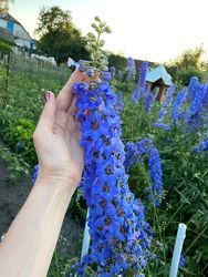 Дельфиниум многолетний голубой корневища