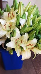 #7: Белая срезанная