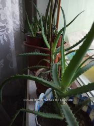 #3: Алое_90 грн с корнем