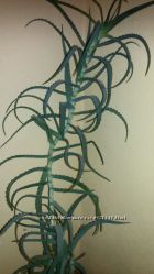 #2: Листики с 7-летнего