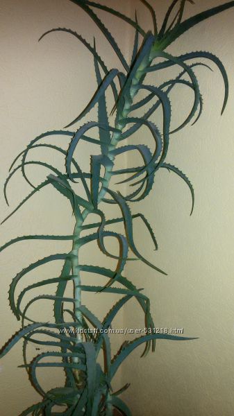 #2: Листики с 7-летнего