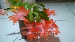 рождественник цвета фламинго та білий