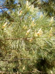 #4: Молодые побеги