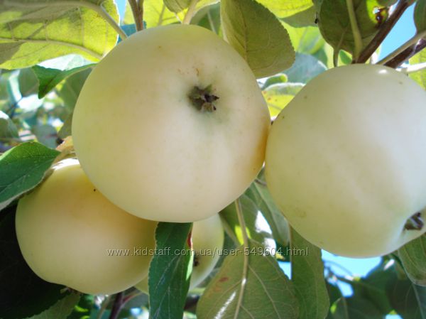 Свежие плоды яблок, абрикос, слив, груш, терна, земляники, шелковица. Домаш