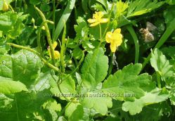 #2: цветущий чистотел