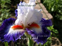 Ирисы сортовые