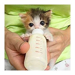 #3: кормить котят