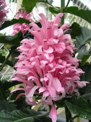 #2: Justicia 120грн