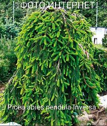 Ель обыкновенная плакучая Инверса Picea abies pendula Inversa ШТАМБ