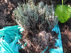 #4: саженцы на отправку