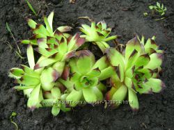 #1: молодило 30