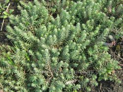 #4: очиток голубой, 30