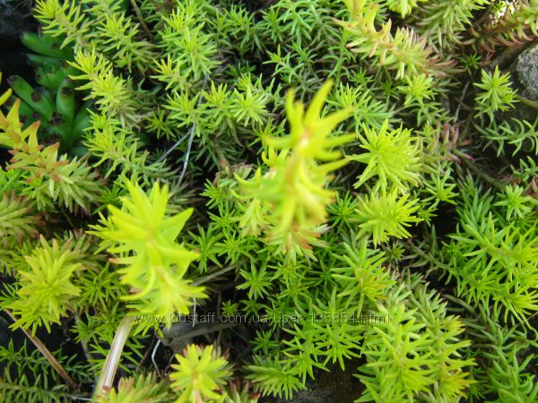 Очитки почвопокровные и молодило