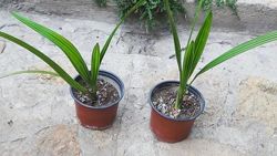 #4: Финик