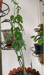 #2: Фото покупателя 