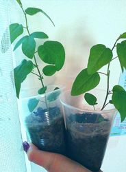 #4: Корневая поросль