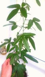 #5: Саженец 3-х летний