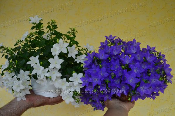 невеста и жених цветы купить семена