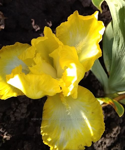 Ирисы сортовые и карликовые  коллекция