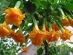 #7: Langenbuscher Garten