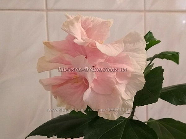 Гибискус комнатный персиковый махровый китайская роза
