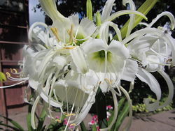 Гіменокаліс Festalis Фесталіс