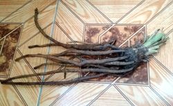 #2: корневище 