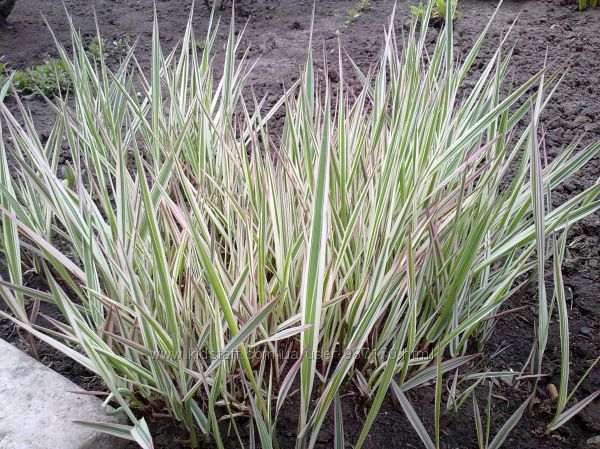 Фалярис шелковая трава
