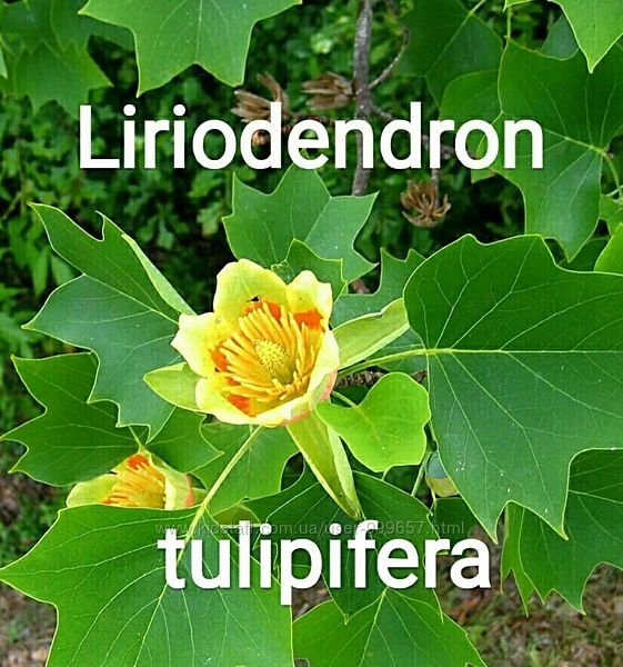 Семена тюльпанового дерева