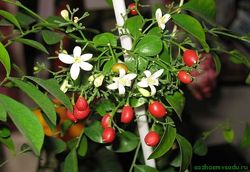 Мурайя - комнатное растение.