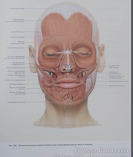 Лицо. Атлас клинической анатомии Ральф Радлански PDF Электронная книга