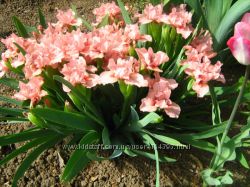 #3: Pussicat pink