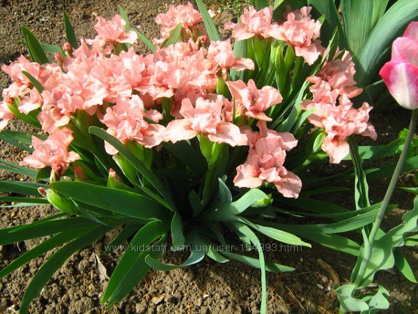 #3: Pussicat pink