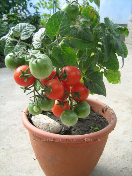 Насіння томатів кімнатних 4 сорти