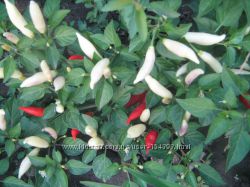 #2: aji omnicolor baccat