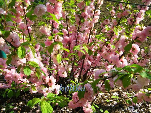 Саджанці декоративних кущів і дерев. Весна 