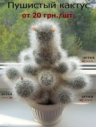 #2: Пушистый кактус