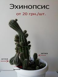 #3: Эхинопсис