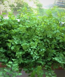 Папоротник Венерин волос, Адиантум, Adiantum