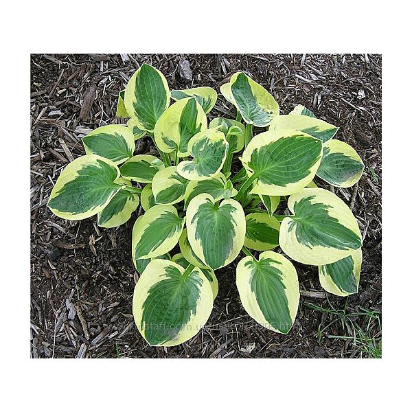 #1: брим кар 80