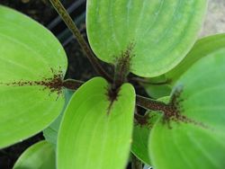 #3: purple heart 120