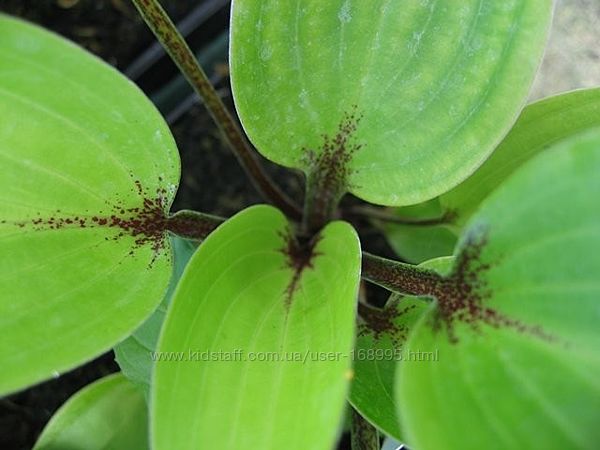 #3: purple heart 120