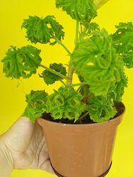 #2: душистая пеларгония 